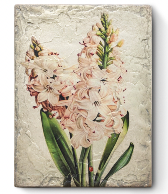 Hyacinth